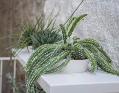 Liiiving in Porto | Clérigos Terrace Apartment